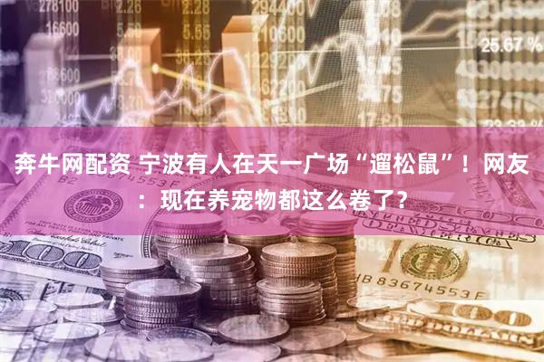 奔牛网配资 宁波有人在天一广场“遛松鼠”！网友：现在养宠物都这么卷了？