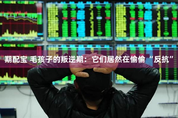 期配宝 毛孩子的叛逆期：它们居然在偷偷 “反抗”